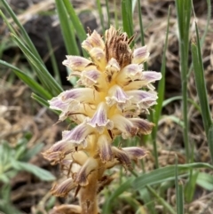 Orobanche minor (Broomrape) at Lower Molonglo - 3 Oct 2023 by SteveBorkowskis