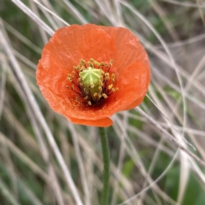 Papaver aculeatum (Bristle Poppy) at Stromlo, ACT - 3 Oct 2023 by Steve_Bok