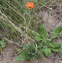 Papaver aculeatum at Stromlo, ACT - 3 Oct 2023 05:56 PM