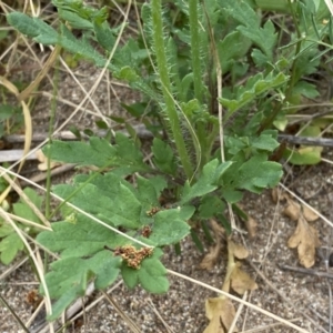 Papaver aculeatum at Stromlo, ACT - 3 Oct 2023 05:56 PM