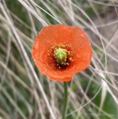 Papaver aculeatum at Stromlo, ACT - 3 Oct 2023 05:56 PM