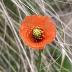 Papaver aculeatum at Stromlo, ACT - 3 Oct 2023 05:56 PM