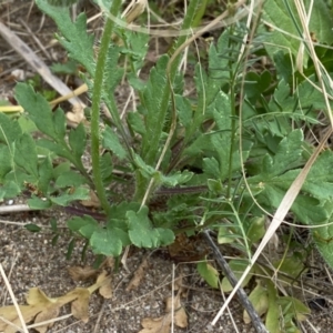 Papaver aculeatum at Stromlo, ACT - 3 Oct 2023 05:56 PM