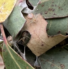 Phryganoporus candidus (Foliage-webbing social spider) at Stromlo, ACT - 3 Oct 2023 by Steve_Bok