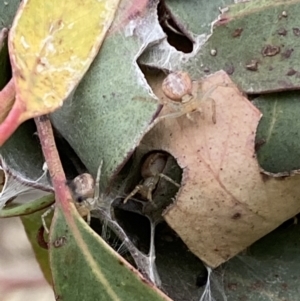 Phryganoporus candidus at Stromlo, ACT - 3 Oct 2023