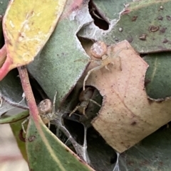 Phryganoporus candidus at Stromlo, ACT - 3 Oct 2023 06:29 PM