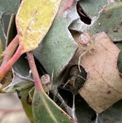 Phryganoporus candidus at Stromlo, ACT - 3 Oct 2023