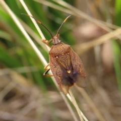 Poecilometis strigatus (Gum Tree Shield Bug) at Bombay, NSW - 3 Oct 2023 by MatthewFrawley