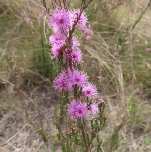 Kunzea parvifolia at Bombay, NSW - 3 Oct 2023