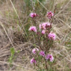 Kunzea parvifolia at Bombay, NSW - 3 Oct 2023