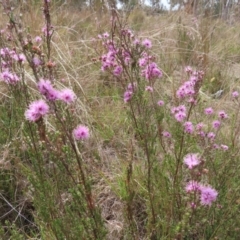 Kunzea parvifolia at Bombay, NSW - 3 Oct 2023