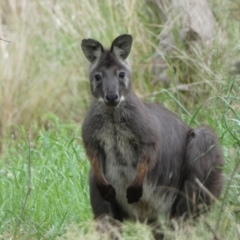 Osphranter robustus robustus (Eastern Wallaroo) at Stromlo, ACT - 3 Oct 2023 by SteveBorkowskis