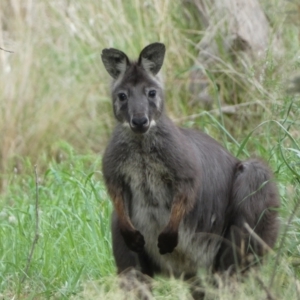 Osphranter robustus at Stromlo, ACT - 3 Oct 2023