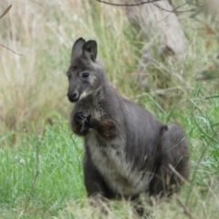 Osphranter robustus at Stromlo, ACT - 3 Oct 2023