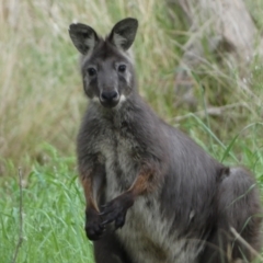 Osphranter robustus robustus at Stromlo, ACT - 3 Oct 2023