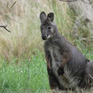 Osphranter robustus robustus at Stromlo, ACT - 3 Oct 2023