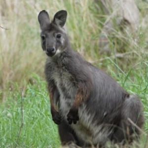 Osphranter robustus at Stromlo, ACT - 3 Oct 2023