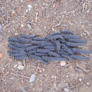 Perga sp. (genus) at Gungahlin, ACT - 3 Oct 2023