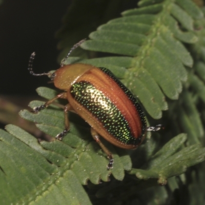 Calomela parilis (Leaf beetle) at Bruce Ridge to Gossan Hill - 16 Sep 2023 by AlisonMilton