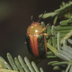 Calomela parilis at Bruce Ridge - 16 Sep 2023 01:50 PM