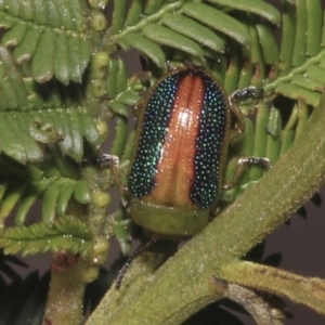 Calomela parilis at Bruce Ridge - 16 Sep 2023 01:50 PM