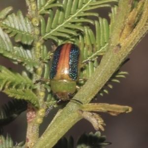 Calomela parilis at Bruce Ridge - 16 Sep 2023 01:50 PM