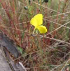 Gompholobium huegelii (Pale Wedge Pea) at Bombay, NSW - 3 Oct 2023 by MatthewFrawley