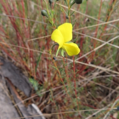 Gompholobium huegelii (Pale Wedge Pea) at Bombay, NSW - 3 Oct 2023 by MatthewFrawley