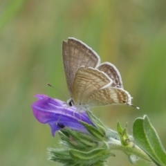 Lampides boeticus (Long-tailed Pea-blue) at Stromlo, ACT - 3 Oct 2023 by SteveBorkowskis