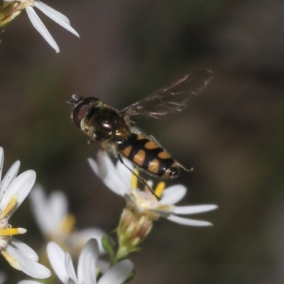 Melangyna viridiceps (Hover fly) at Bruce, ACT - 16 Sep 2023 by AlisonMilton