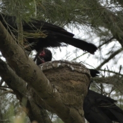 Corcorax melanorhamphos at Stromlo, ACT - 3 Oct 2023 05:22 PM