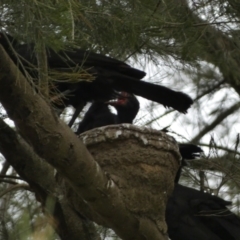 Corcorax melanorhamphos at Stromlo, ACT - 3 Oct 2023 05:22 PM