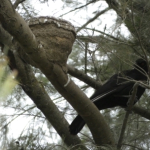 Corcorax melanorhamphos at Stromlo, ACT - 3 Oct 2023