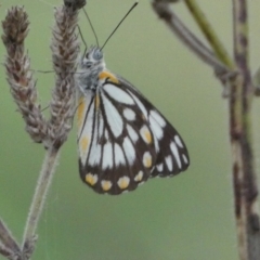 Belenois java at Stromlo, ACT - 3 Oct 2023 06:41 PM