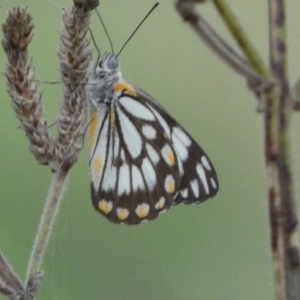 Belenois java at Stromlo, ACT - 3 Oct 2023 06:41 PM