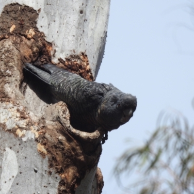 Callocephalon fimbriatum (Gang-gang Cockatoo) at Acton, ACT - 3 Oct 2023 by HelenCross