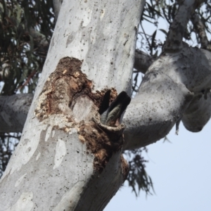 Callocephalon fimbriatum at Acton, ACT - 3 Oct 2023