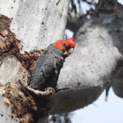 Callocephalon fimbriatum at Acton, ACT - suppressed