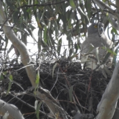 Tachyspiza fasciata (Brown Goshawk) at Acton, ACT - 3 Oct 2023 by HelenCross