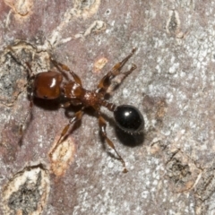 Podomyrma gratiosa (Muscleman tree ant) at Bruce Ridge to Gossan Hill - 16 Sep 2023 by AlisonMilton
