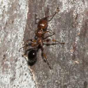 Podomyrma gratiosa at Bruce, ACT - 16 Sep 2023