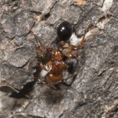 Podomyrma gratiosa at Bruce, ACT - 16 Sep 2023