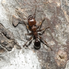 Podomyrma gratiosa at Bruce, ACT - 16 Sep 2023