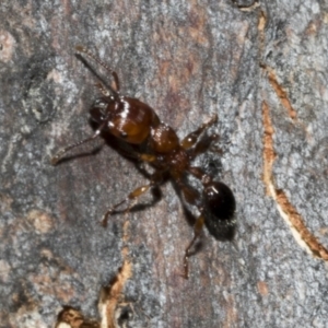 Podomyrma gratiosa at Bruce, ACT - 16 Sep 2023