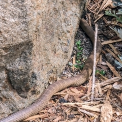 Pseudonaja textilis (Eastern Brown Snake) at ANBG - 3 Oct 2023 by HelenCross