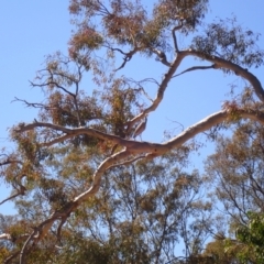 Egretta novaehollandiae (White-faced Heron) at Mount Majura - 30 Sep 2023 by Evie