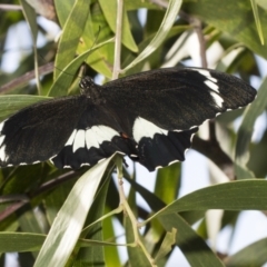 Papilio aegeus (Orchard Swallowtail, Large Citrus Butterfly) at Weetangera, ACT - 23 Feb 2023 by AlisonMilton