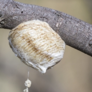 Mantidae - egg case (family) at Belconnen, ACT - 24 Feb 2023 08:51 AM