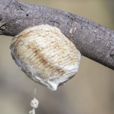 Mantidae (family) (Egg case of praying mantis) at Belconnen, ACT - 23 Feb 2023 by AlisonMilton