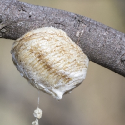 Mantidae - egg case (family) (Egg case of praying mantis) at Belconnen, ACT - 24 Feb 2023 by AlisonMilton